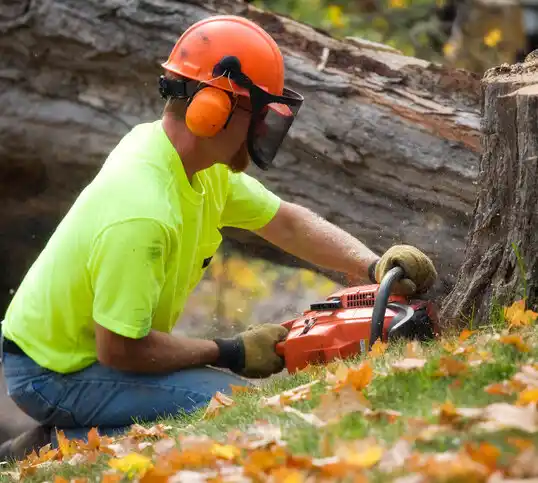 tree services Withamsville